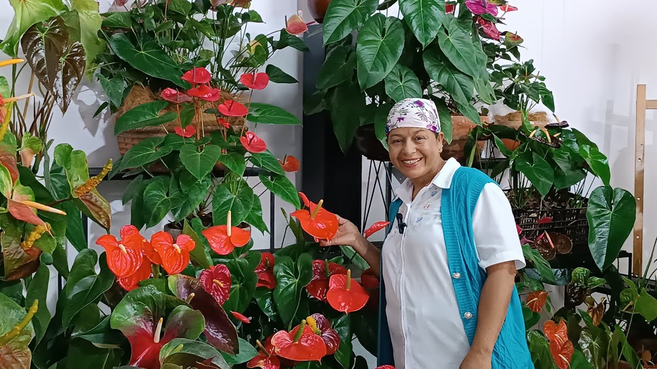 Orquídeas Y Anturios Hermosos en este Maravilloso Lugar 😍💚🌷🥰👏🌺