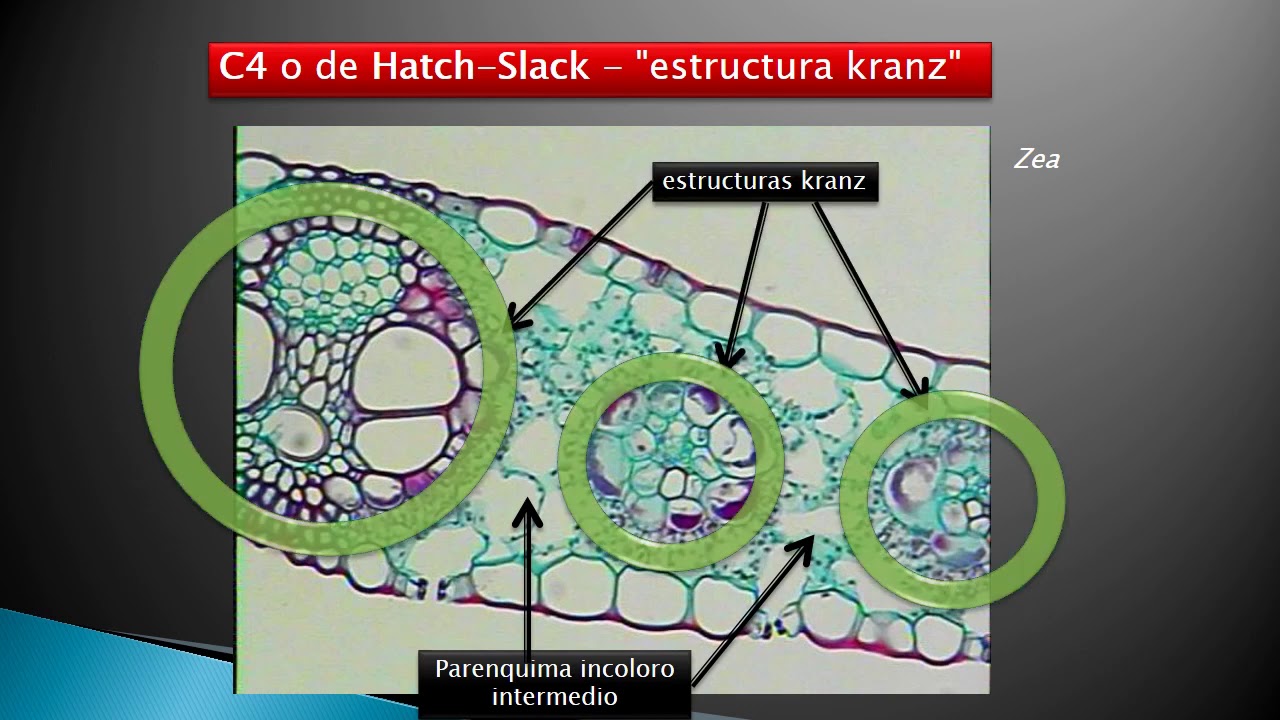 Unidad 14. Anatomía foliar (3° de 6 vídeos). Mesófilo, estructura Krantz C4