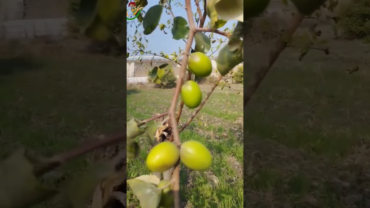apple bar(apple बोर) #theuniquefarmer #shorts #youtubeshorts #v&iacute;deoviral