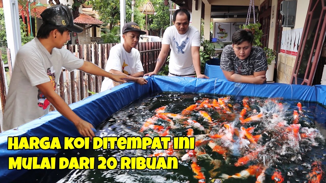 Kunjungan mas jeje kerumah penjual ikan koi di Semarang