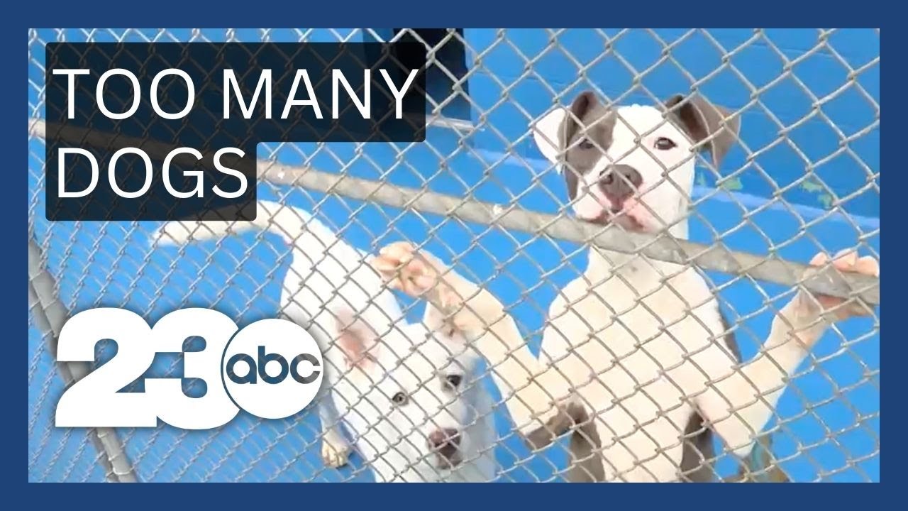 Animal shelter overcrowding is forcing tough decisions