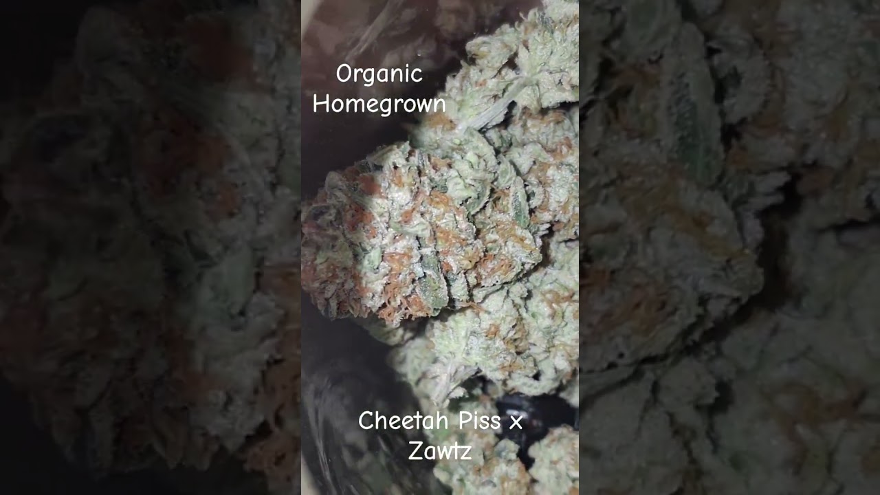 Cannarado Genetics - Cheetah Piss x Zawtz