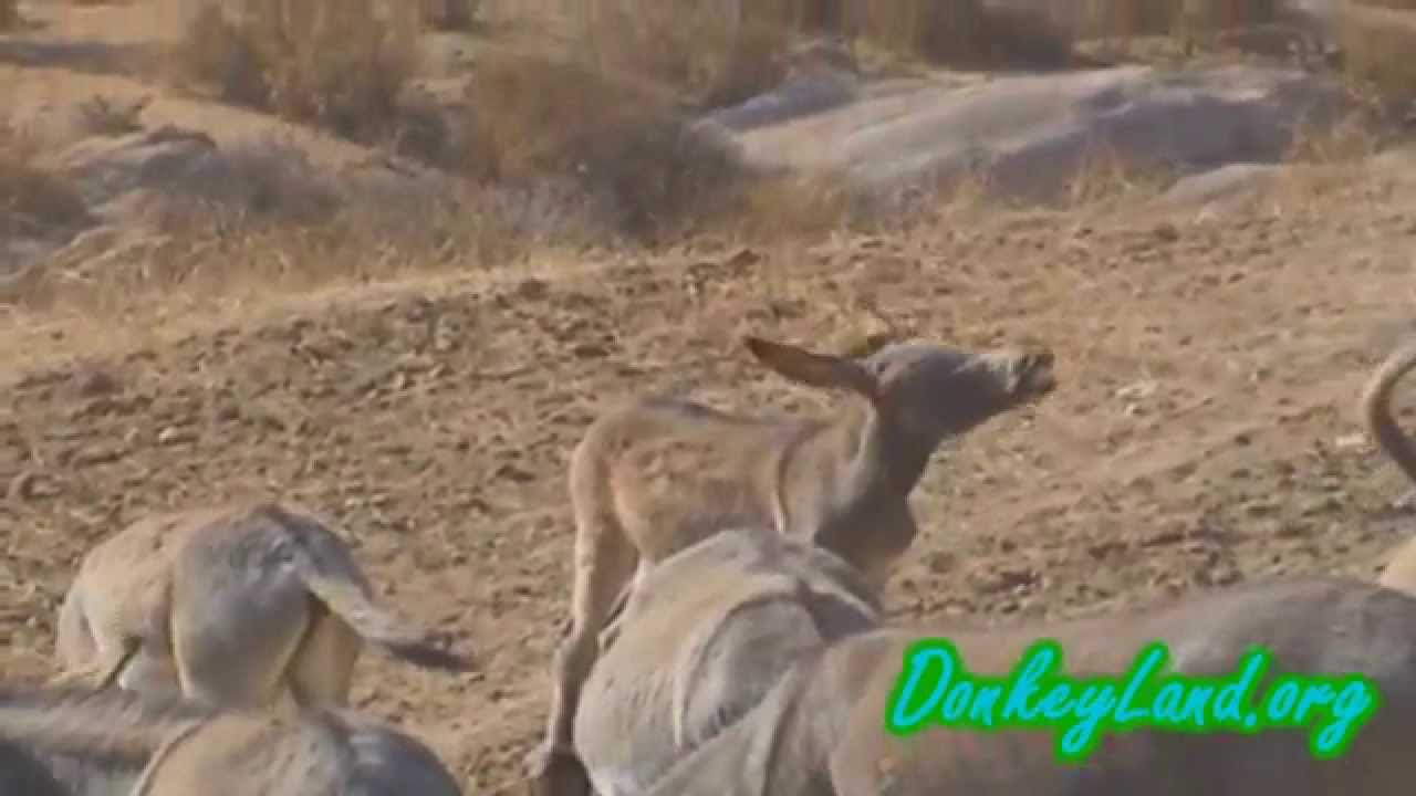Wild Burro's