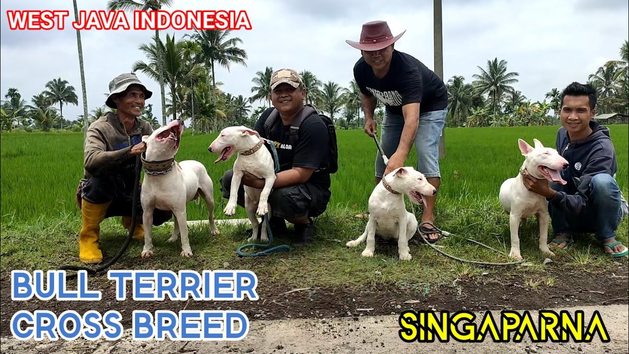 TERNAK BULL TERRIER X | GREBEK KANDANG ANJING | BULL TERRIER CROSS BREED WEST JAVA INDONESIA