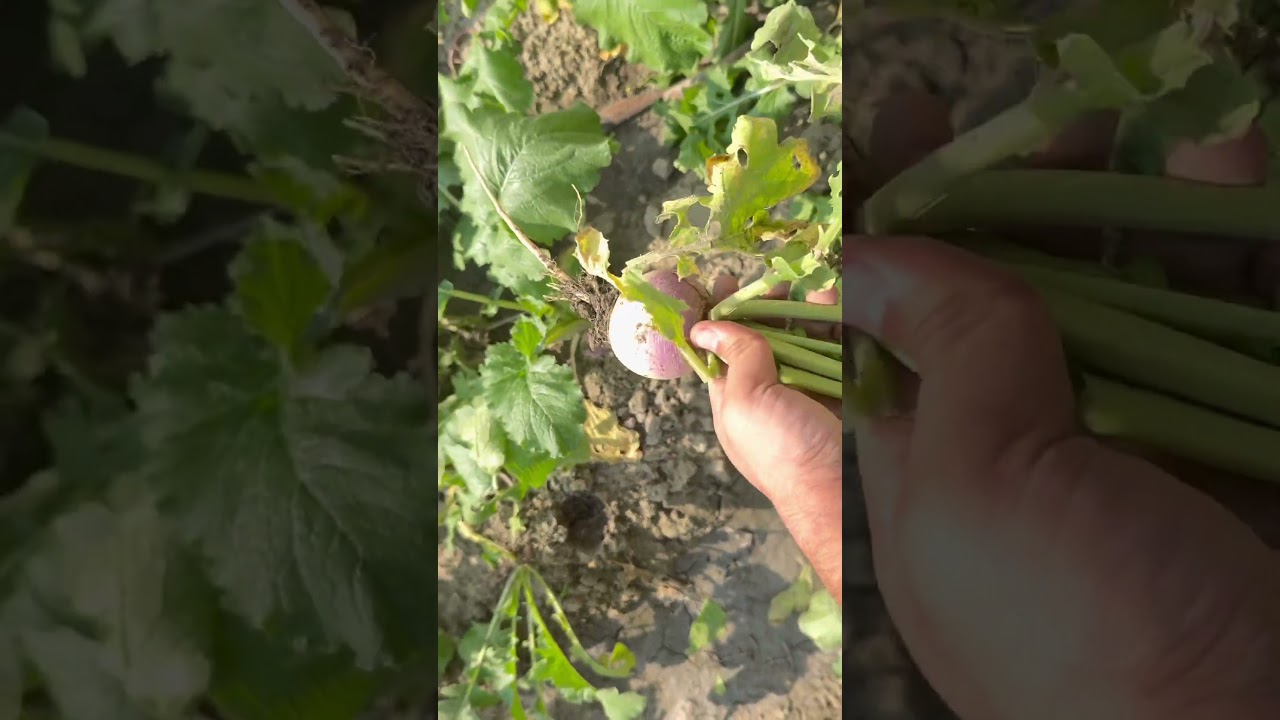 Ghr k shalgam: Homegrown Turnip 