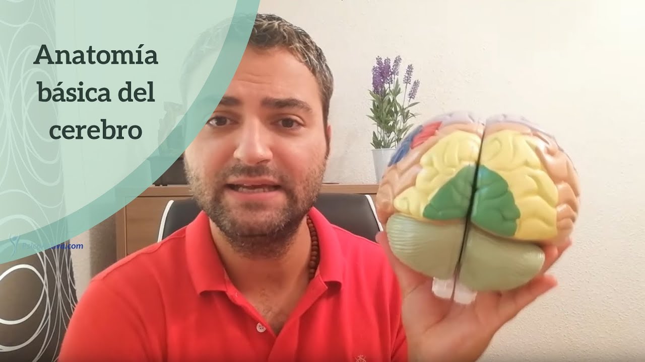 Anatomía del cerebro humano, descubre la función de las distintas zonas cerebrales