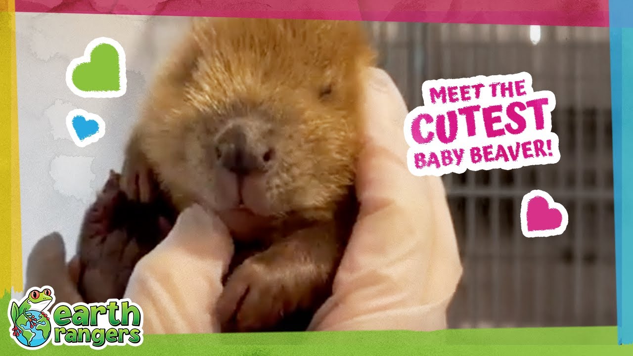 Baby Beaver Loses An Eye But Finds A Home! ❤️ | Earth Rangers