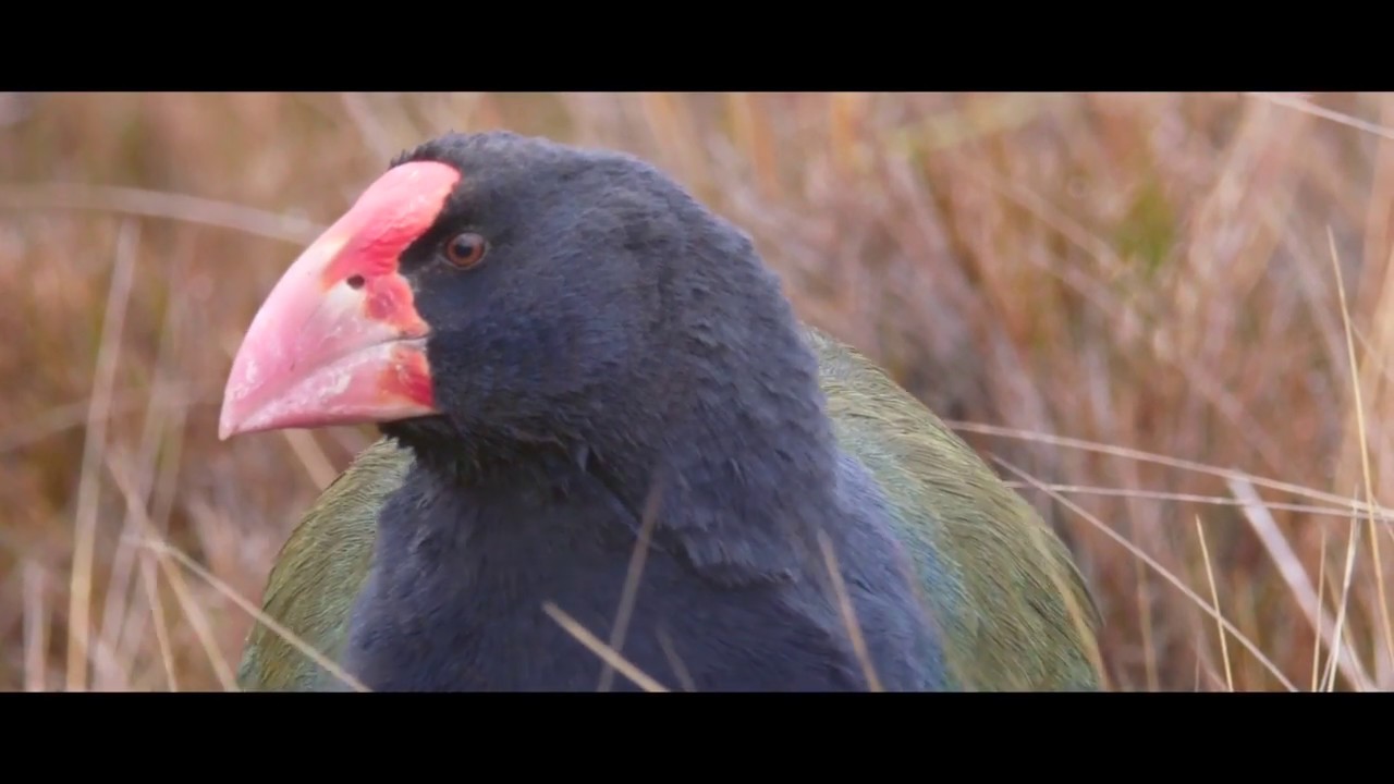 Takahē - return to the wild