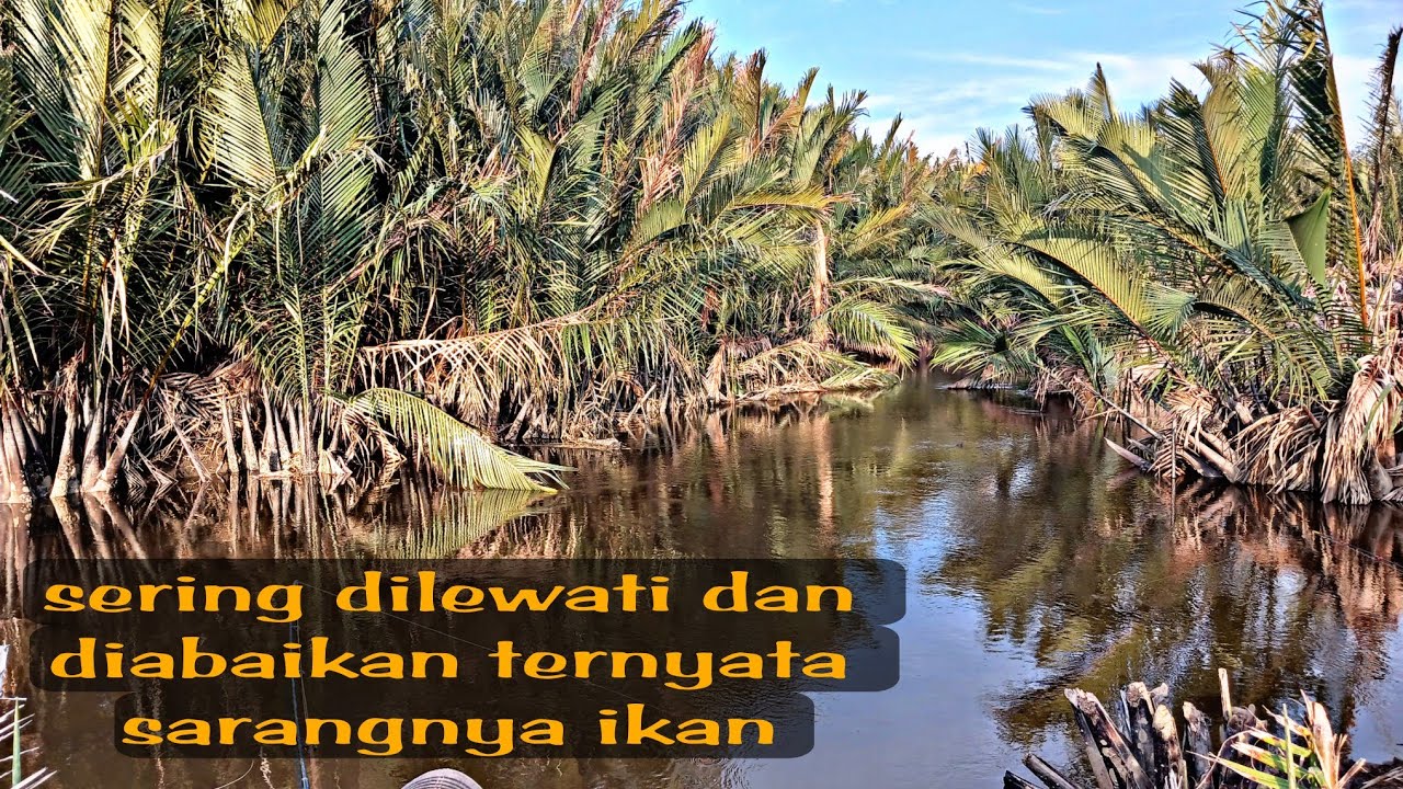 Mancing ikan sembilang besar disarangnya