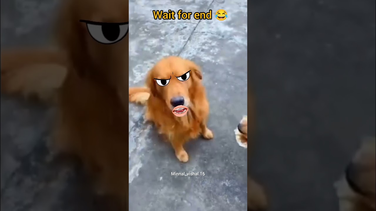 Just Funny 🤣 #shortsdog #xxx #live #news #funny #howto #today