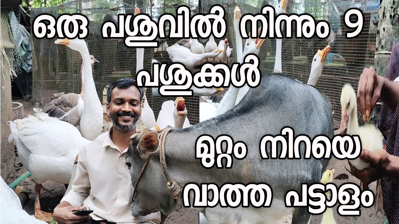 ഒരു നാടൻ പശുവിൽ നിന്നും 9 പശുക്കൾ cow farming kerala malayalam