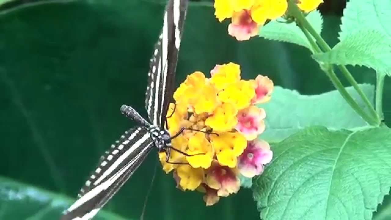 Heliconius Charitonia (Close Up from eating butterfly)