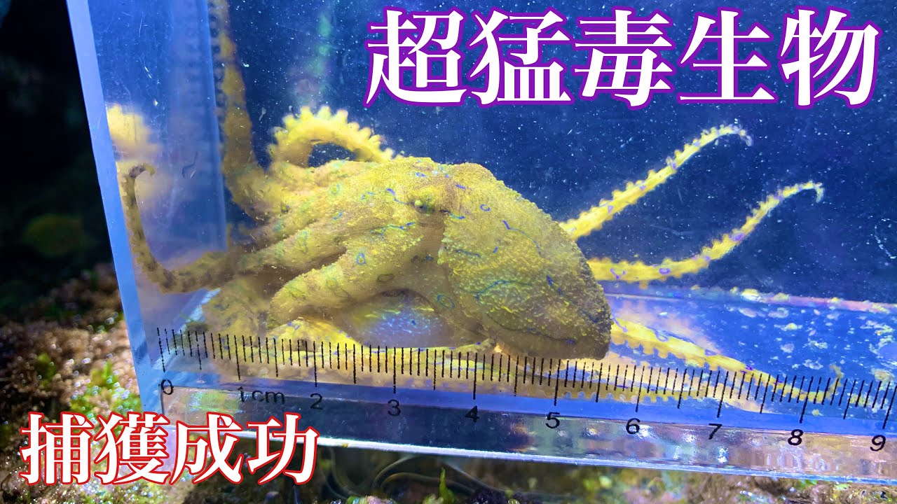 【ガサガサ】磯でガサガサすると超猛毒タコが…！【ヒョウモンダコ】