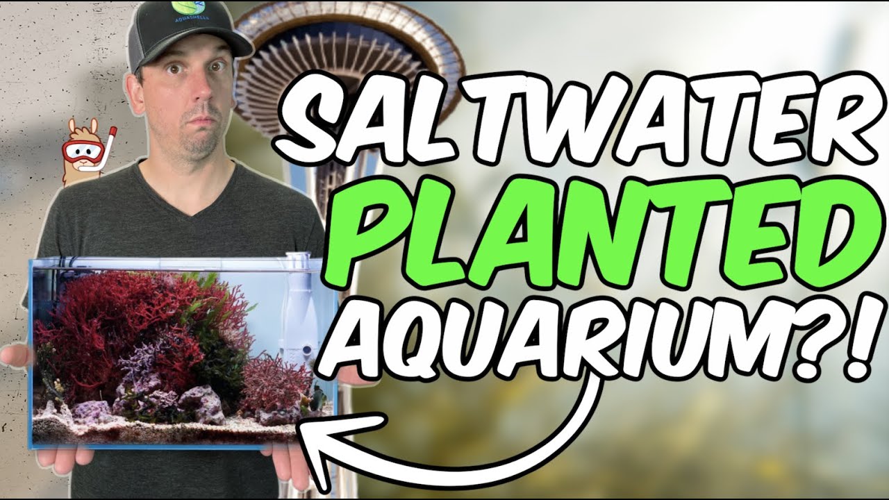 How To Build A Nano Saltwater Planted Tank - Macroalgae Tour w/TigaBoy.H20