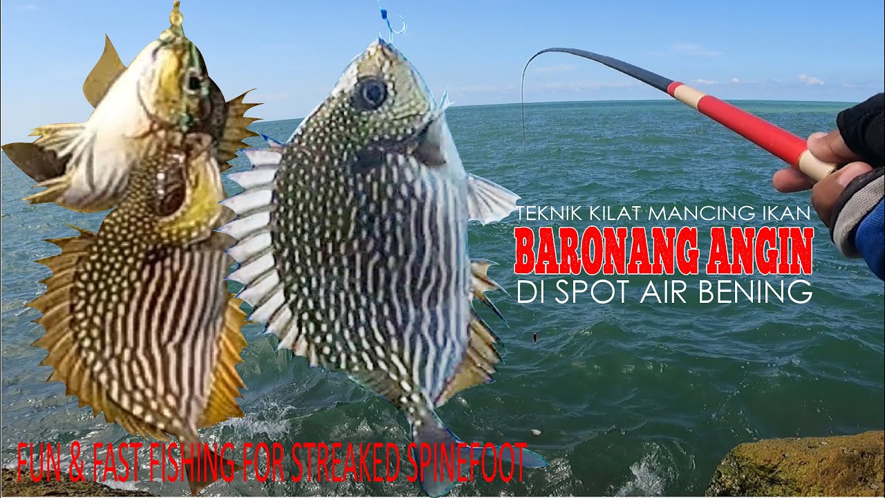 Hitungan Detik Strike ! Teknik Kilat Mancing Baronang Angin, Fun Fast Fishing For Streaked Spinefoot