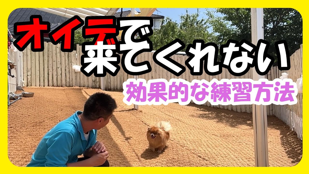 オイデで来てくれない、、が来てくれるに変わる練習方法♪