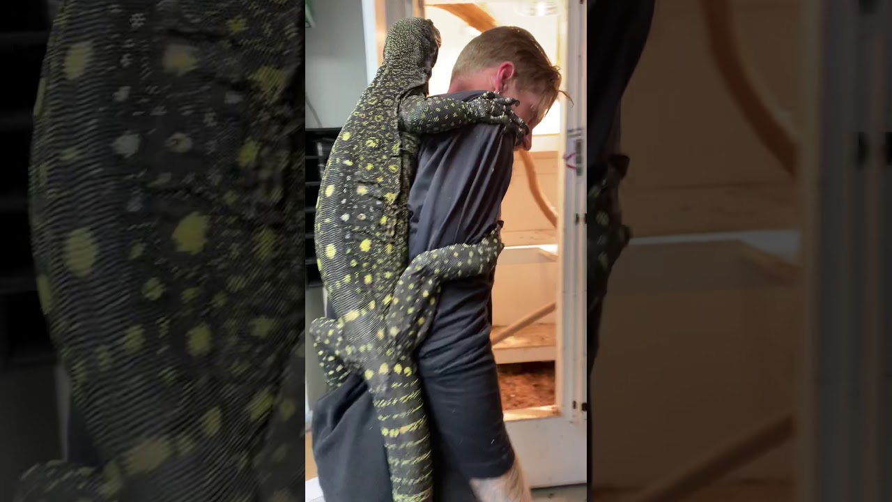 Tame Crocodile Monitor