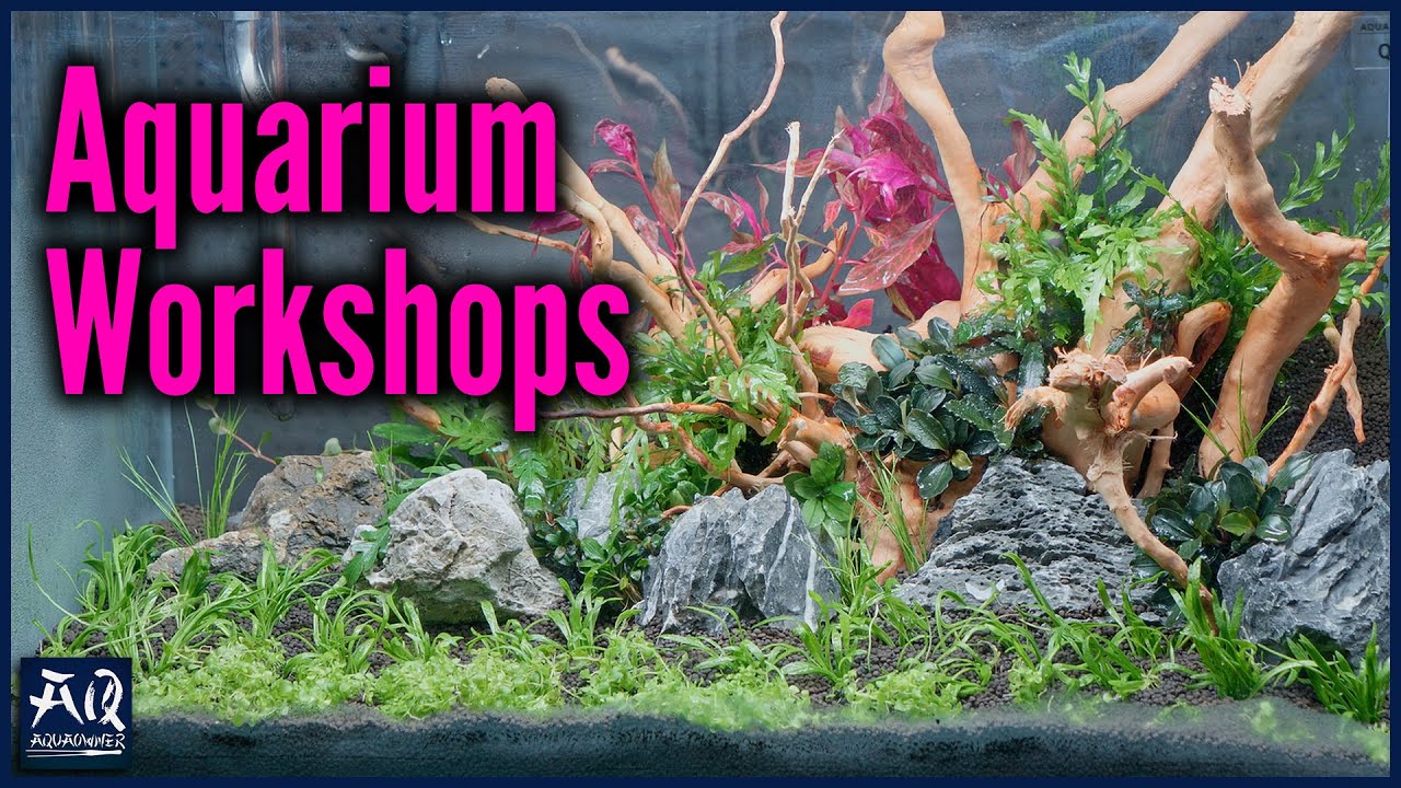 Aquascaping & Nano Meerwasser Workshop bei Aquatop (gekürzte Aufzeichnung) | AquaOwner