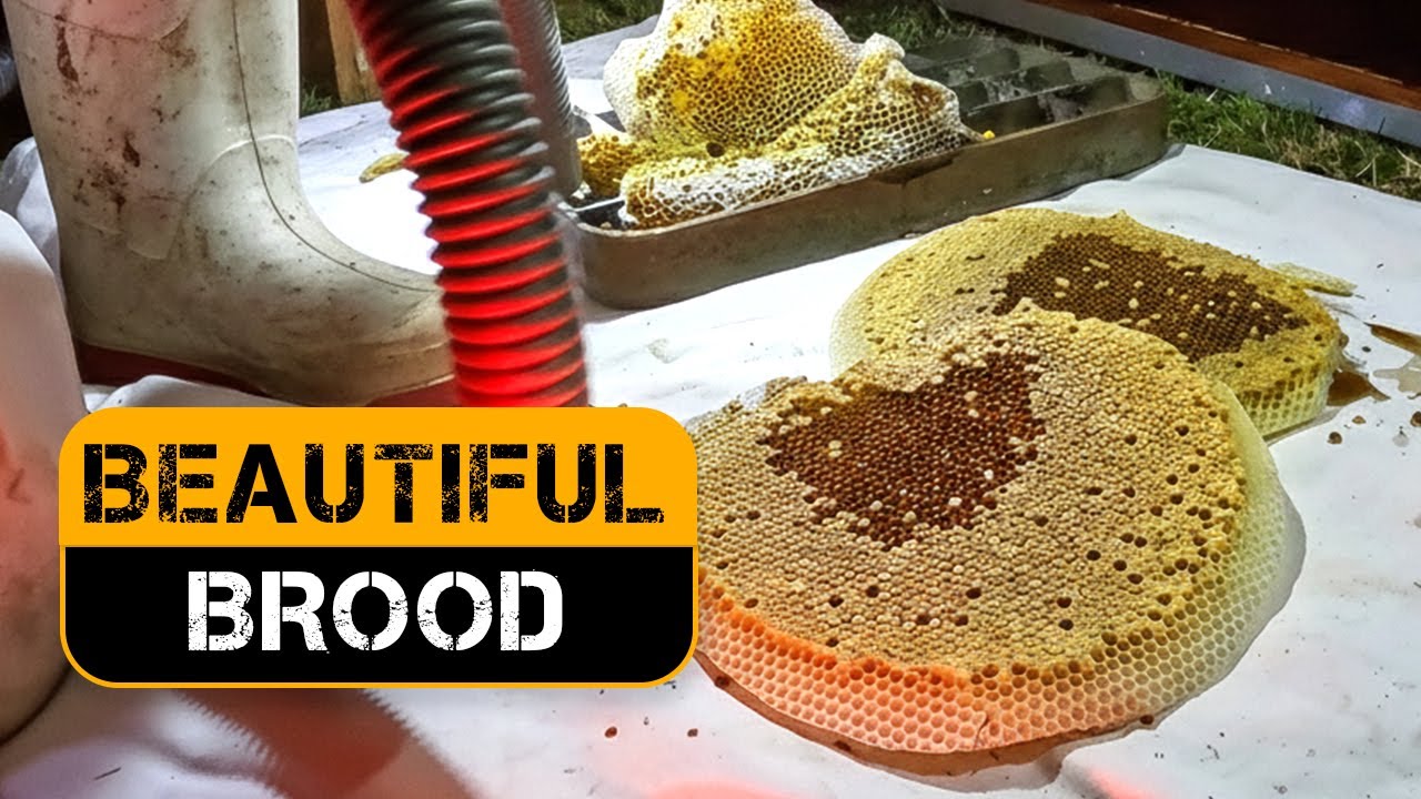 Cleaning a Beautiful Bee Colony from a Borehole in Minutes
