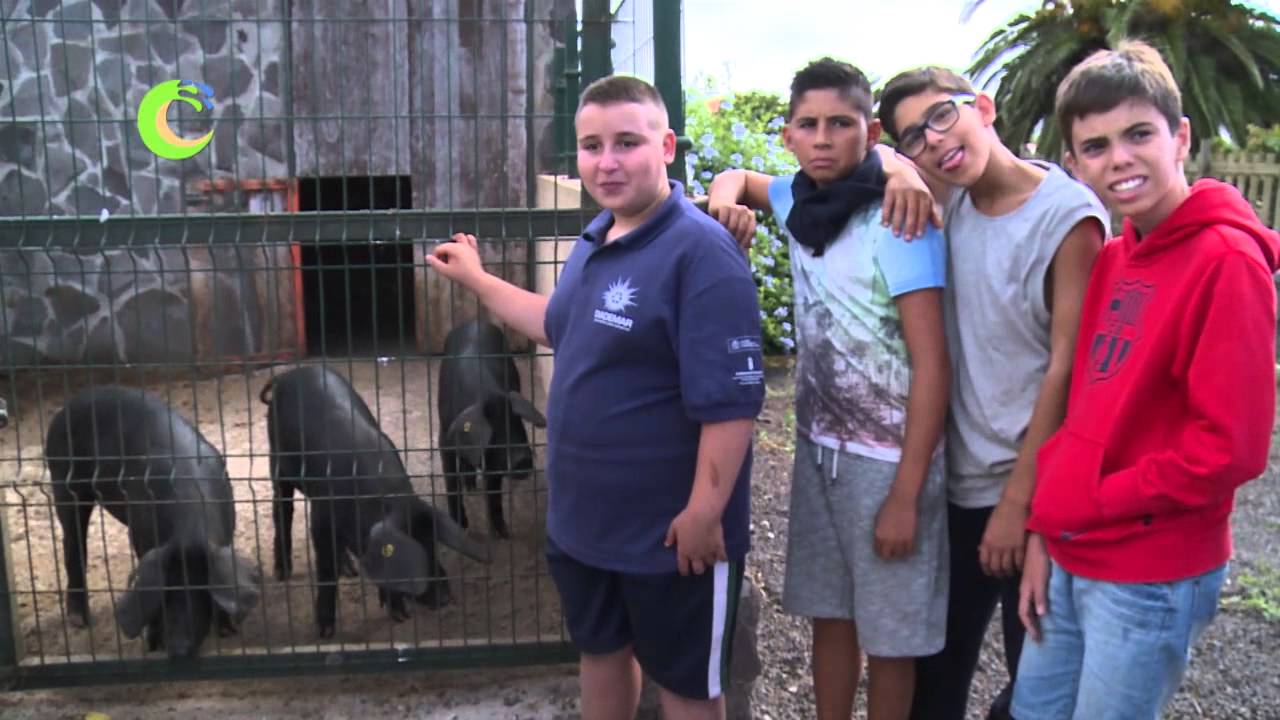 COCHINO NEGRO EN GRAN CANARIA
