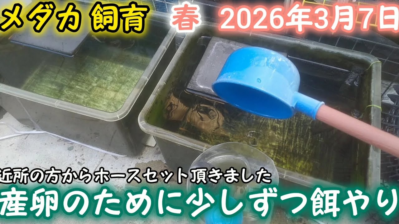 メダカ 春 3月7日 産卵のために少しずつ餌やり ホースセット頂きました めだか 屋外 飼育
