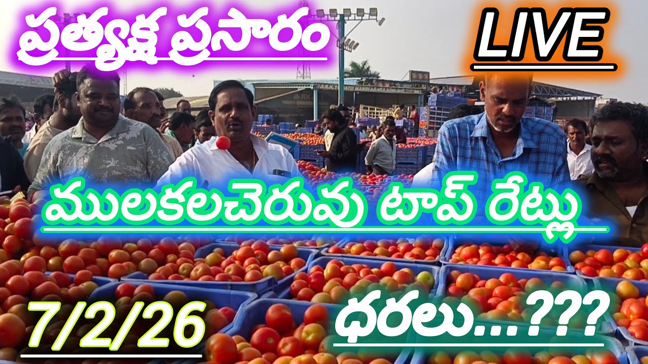 7/2/26 mulakalacheruvu tomato market price today 🍅 #todaytomatorate #crkvideos16