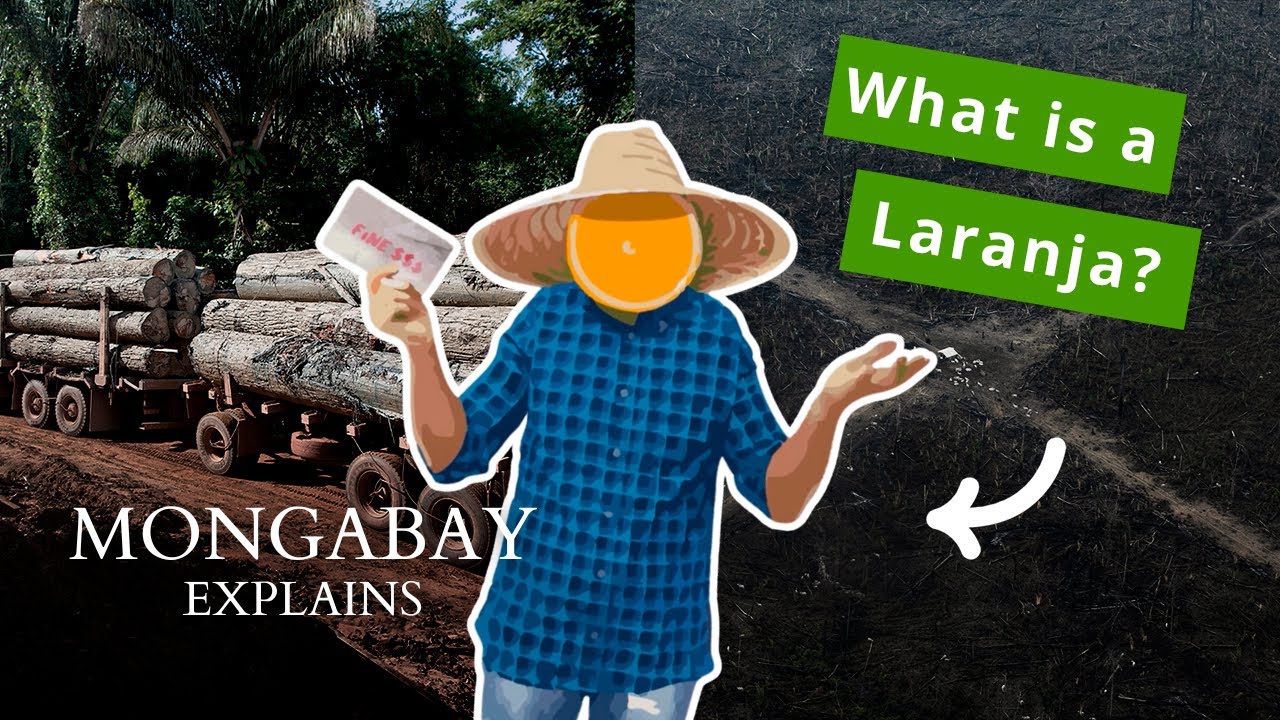 Exposing how environmental crimes are covered up in the Amazon