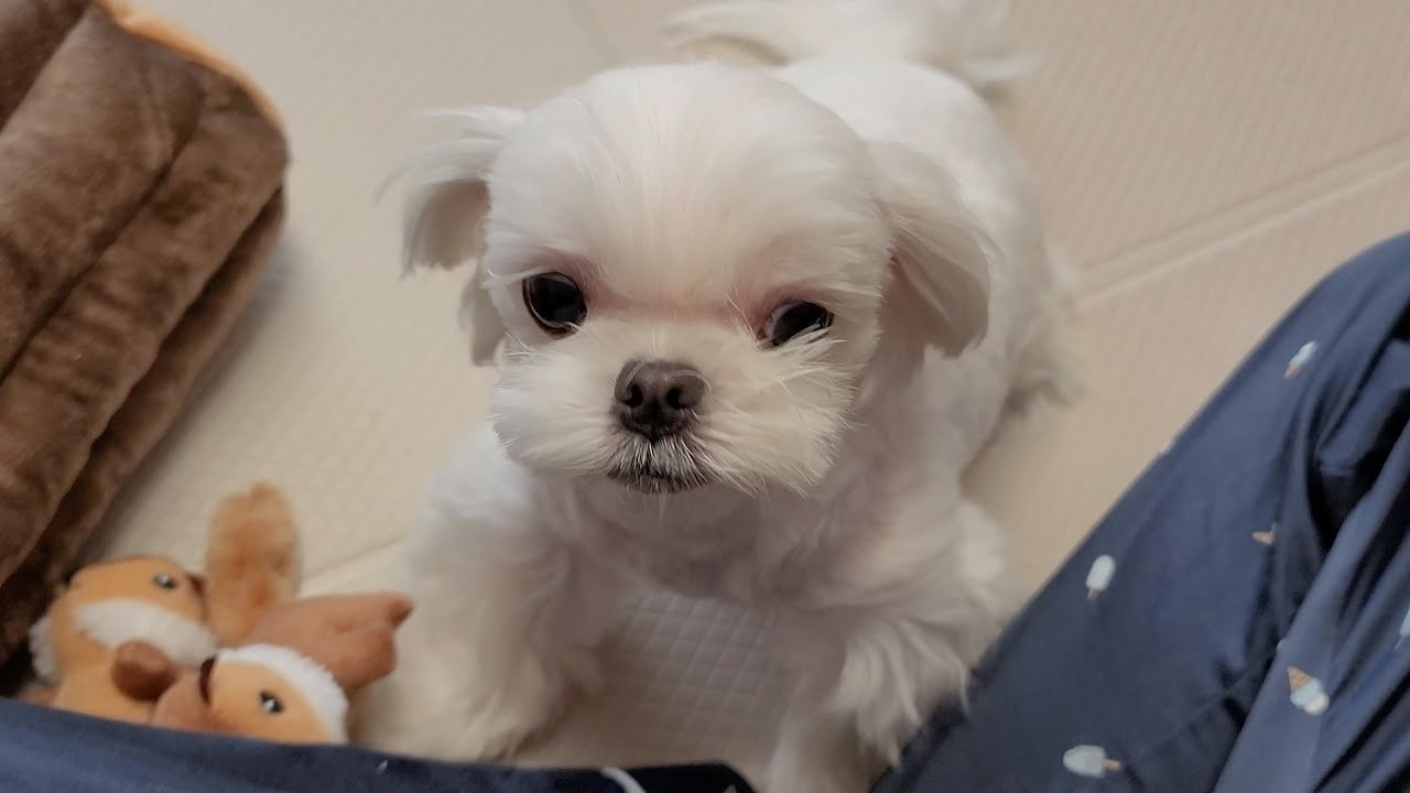 강아지가 실수로 주인 물고 엄청 놀라며 보인 행동
