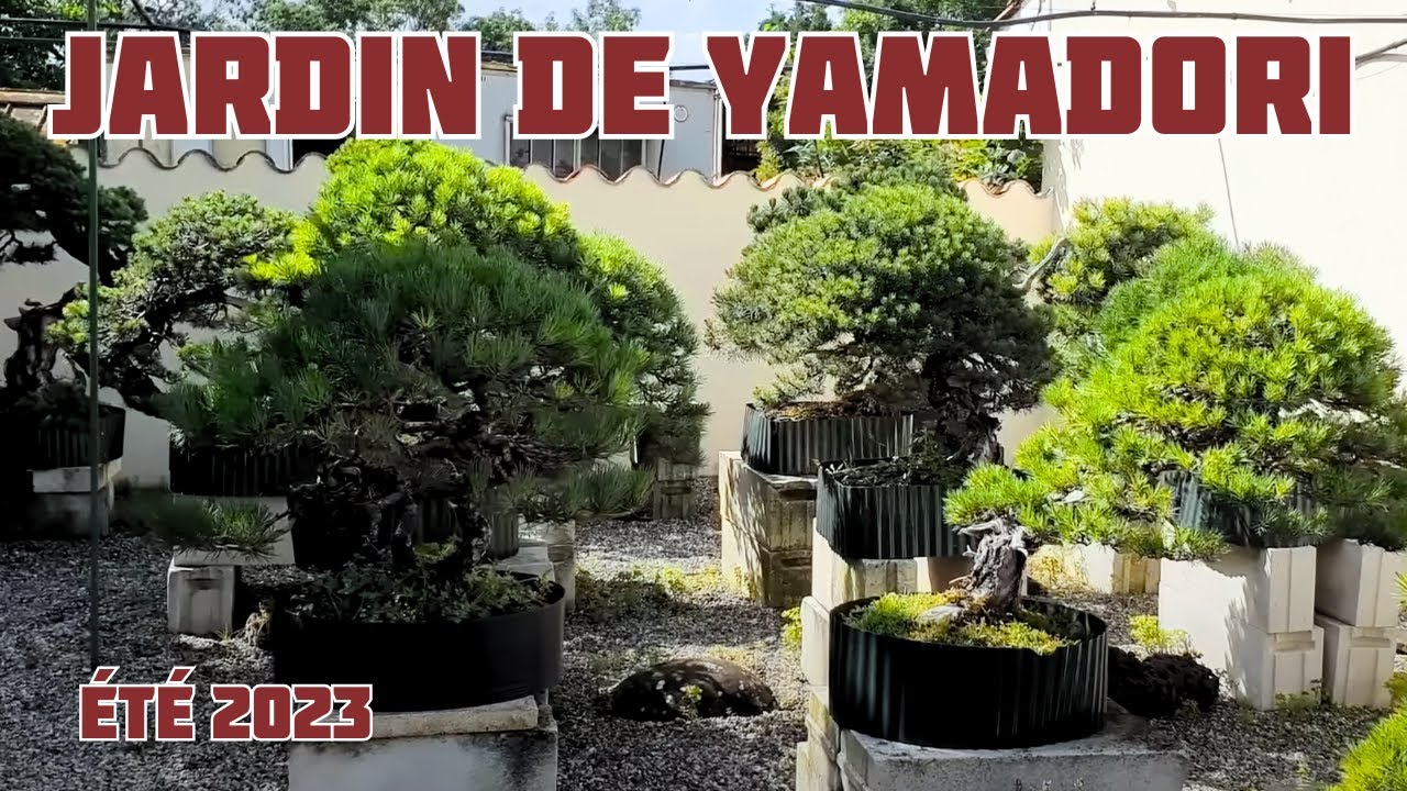 Le Jardin à Bonsai de Gaby Becker en Été ! 🌱 NEJIKAN BONSAI 🌱