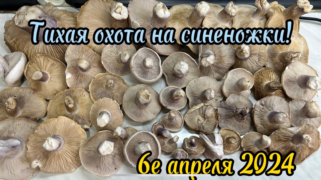 Всё о синеножках! За грибами 6 апреля 2024 г.первый полноценный весенний гриб! Lepista Saeva!