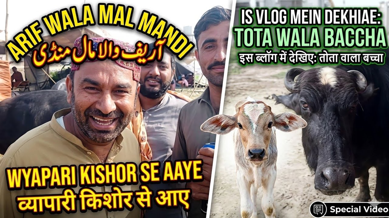 منڈی میں آے کراچی کے بیوپاری#animals #buffalo #cow 