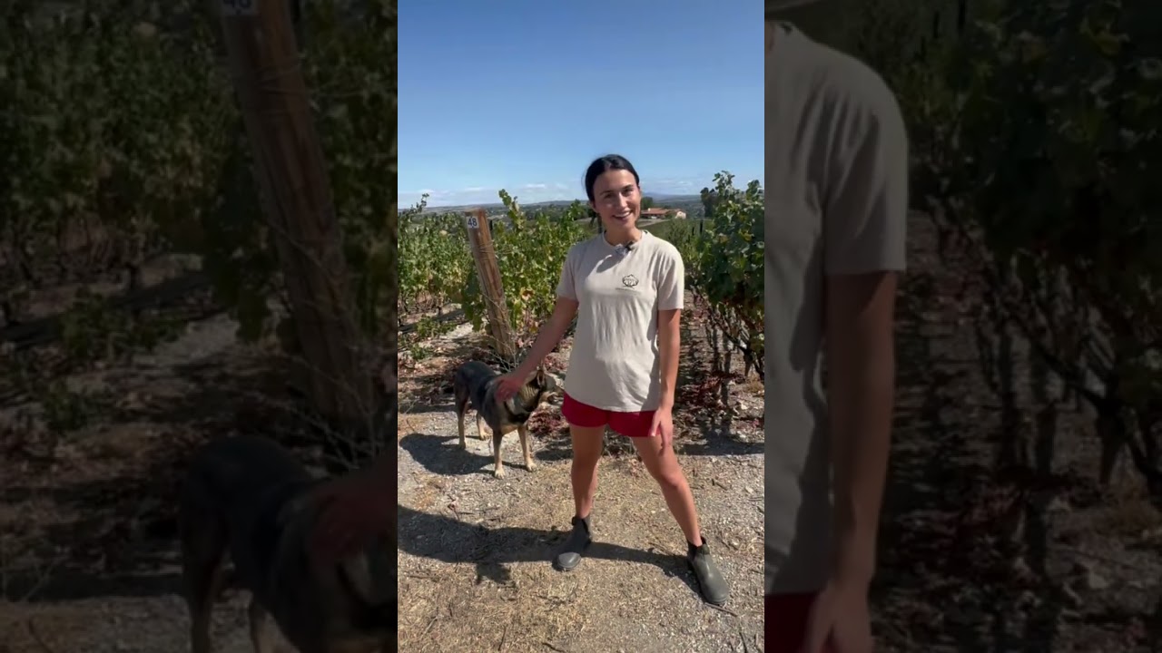 Virtual Wine Tasting - Intro To Moose Mountain Vineyards