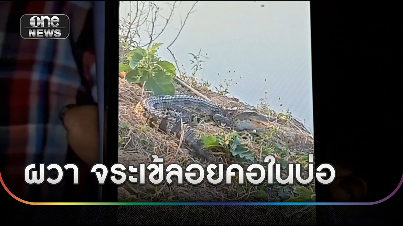 ชาวบ้านผวา พบจระเข้ลอยคอในบ่อน้ำ | ข่าวช่องวันเสาร์อาทิตย์ | สำนักข่าววันนิวส์