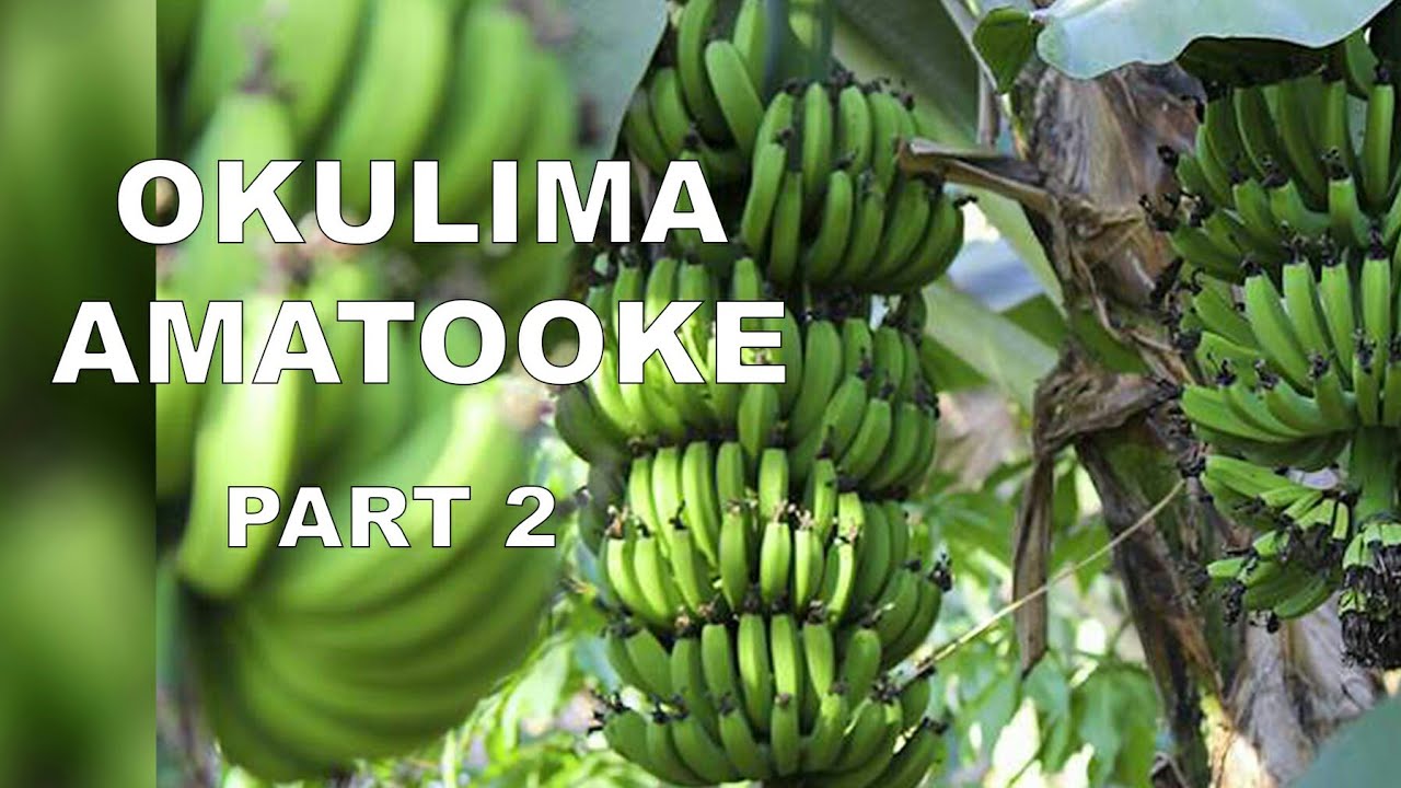 Okulima amatooke / banana farming part 2