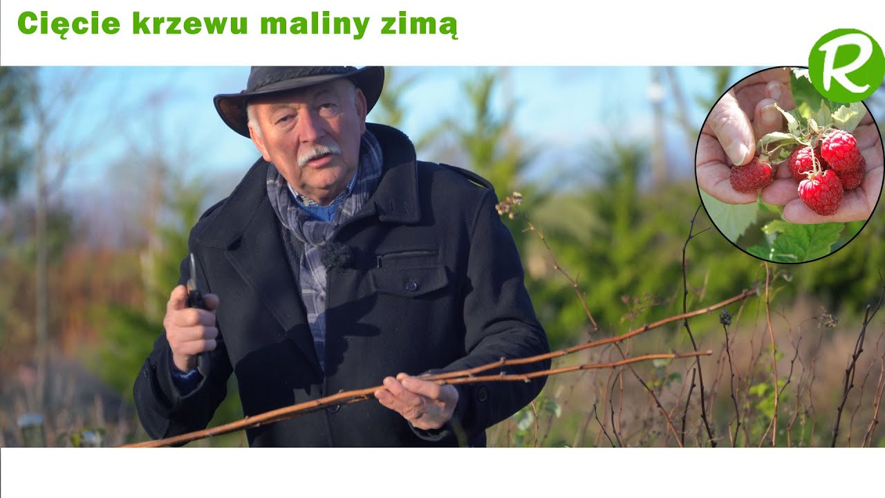 Jak rozmnażać malinę przez sadzonki zimą?