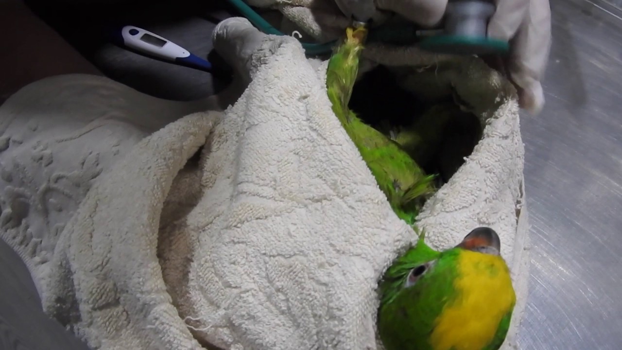 CAP 95. VETERINARIO ONLINE. Revisión General y Desparasitación de un Loro Amazonas