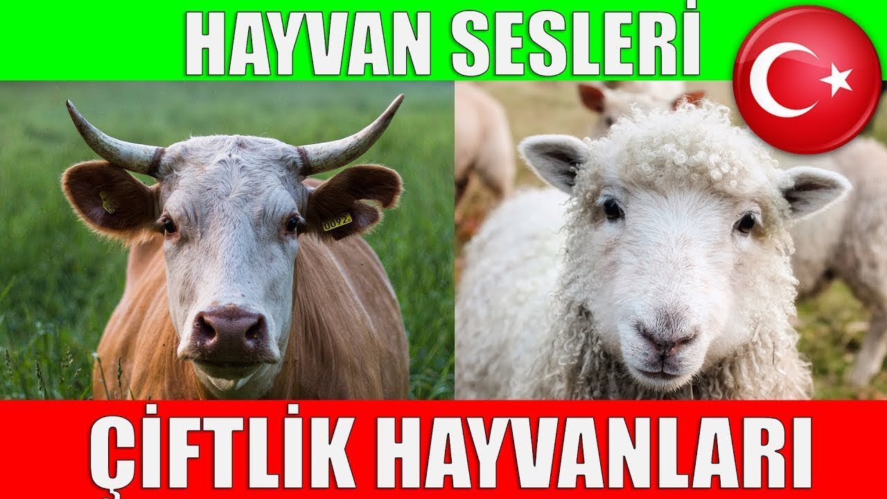 &Ccedil;iftlik Hayvanları ve Hayvan Sesleri - &Ccedil;ocuklar ve Bebekler i&ccedil;in T&uuml;rk&ccedil;e Okul &Ouml;ncesi  #penduanimal
