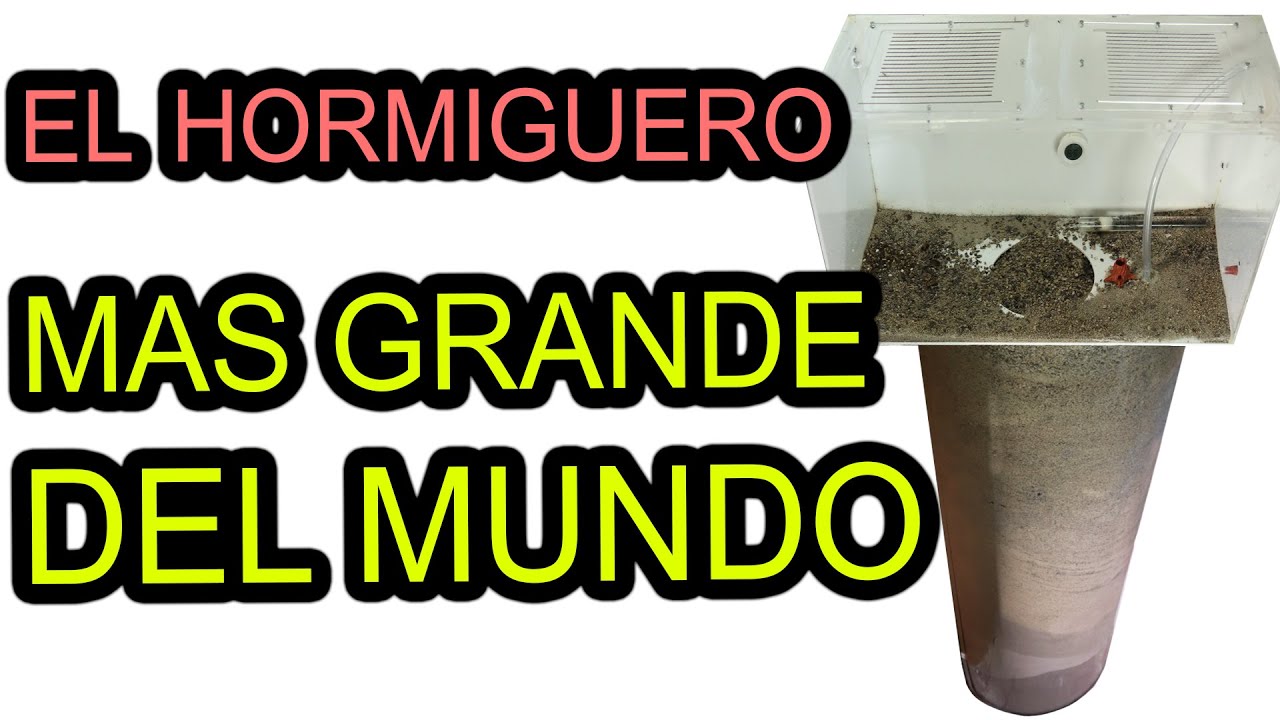 El Hormiguero Mas Grande Del Mundo - Fabricación y Mudanza