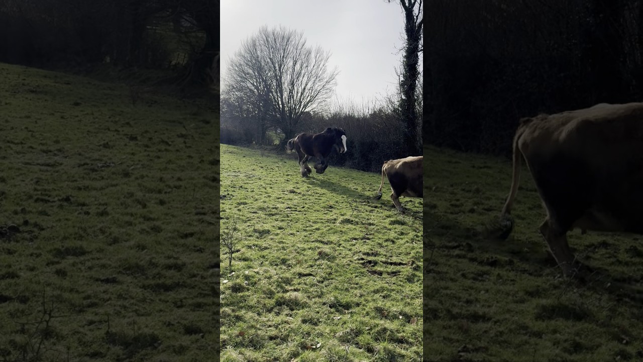Playful Shire Horse #shirehorse #jerseycows