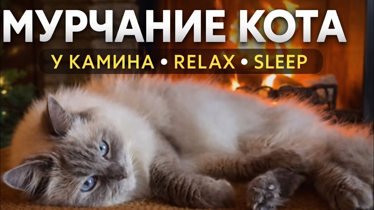 Мурчание кота у камина 20 минут | Релакс, сон, антистресс, ASMR