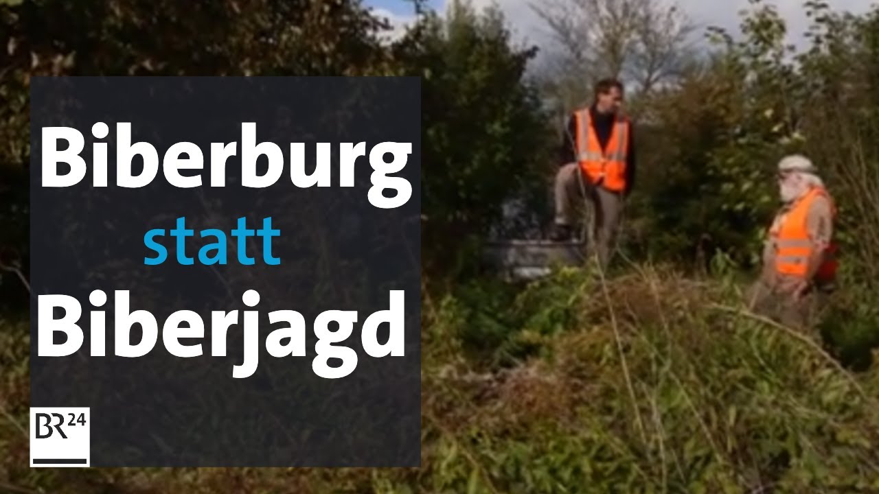 Warum die Bahn dem Biber eine Burg baut | Abendschau | BR24