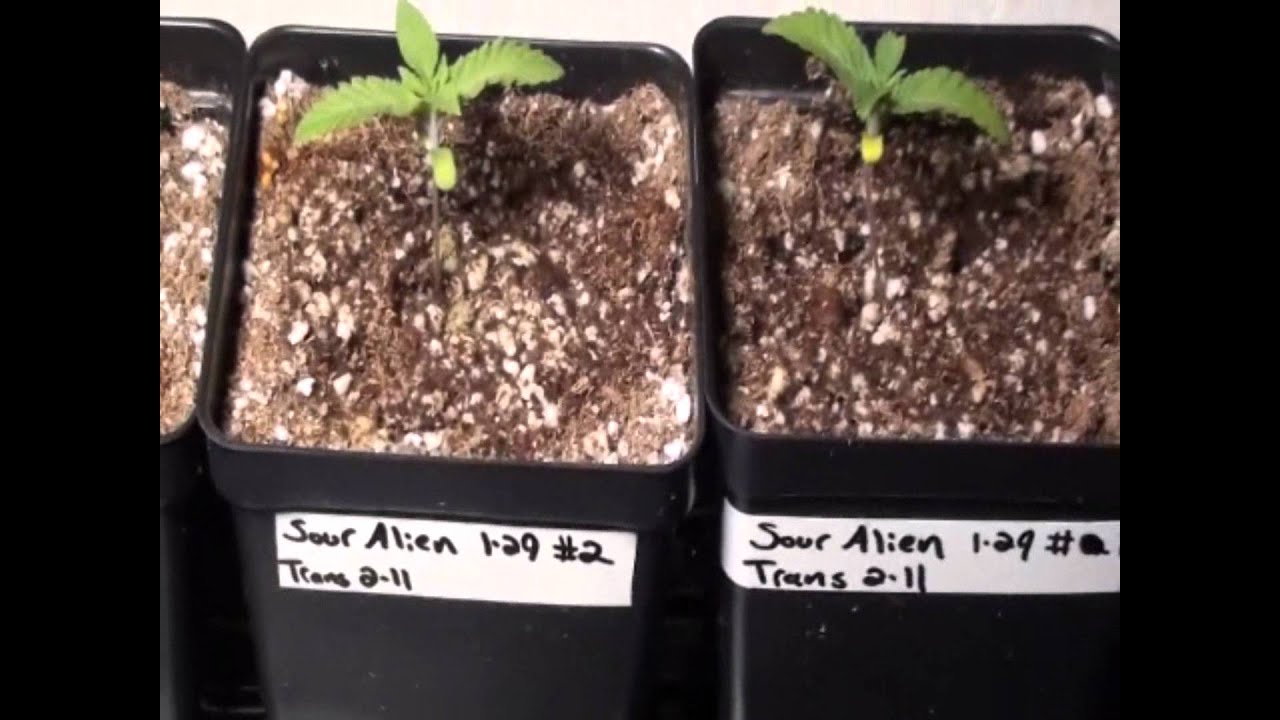 Angry Pheno Seeds test grow start and MOTIVLAND happenings