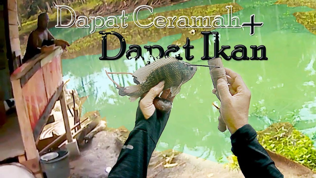 BANYAK IKAN NILA BESAR DI DEKAT SAUNG BAPAK PENCERAMAH. Ketapel Ikan | Fish Catapult | Silingshot
