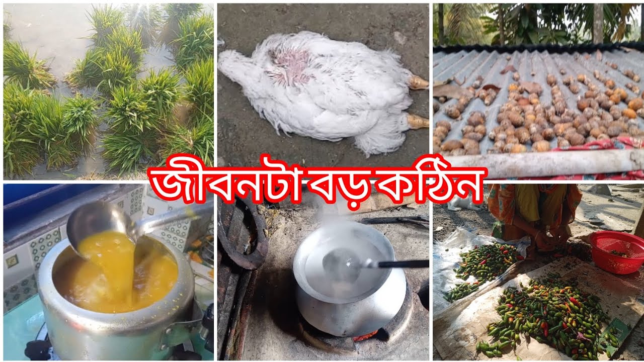 জীবনটা বড় কঠিন যে যেটাই যাক না কেন সেটা কখনোই সবার পূরণ হয় না #villagelife #arifablogvideo 