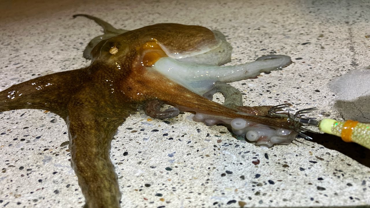【タコ】はじめてのタコ釣り　癖になる釣り味｜金沢水際線緑地