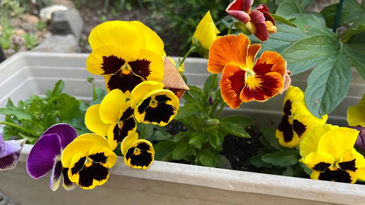 How to Grow Pansies from SEEDS to BLOOMS