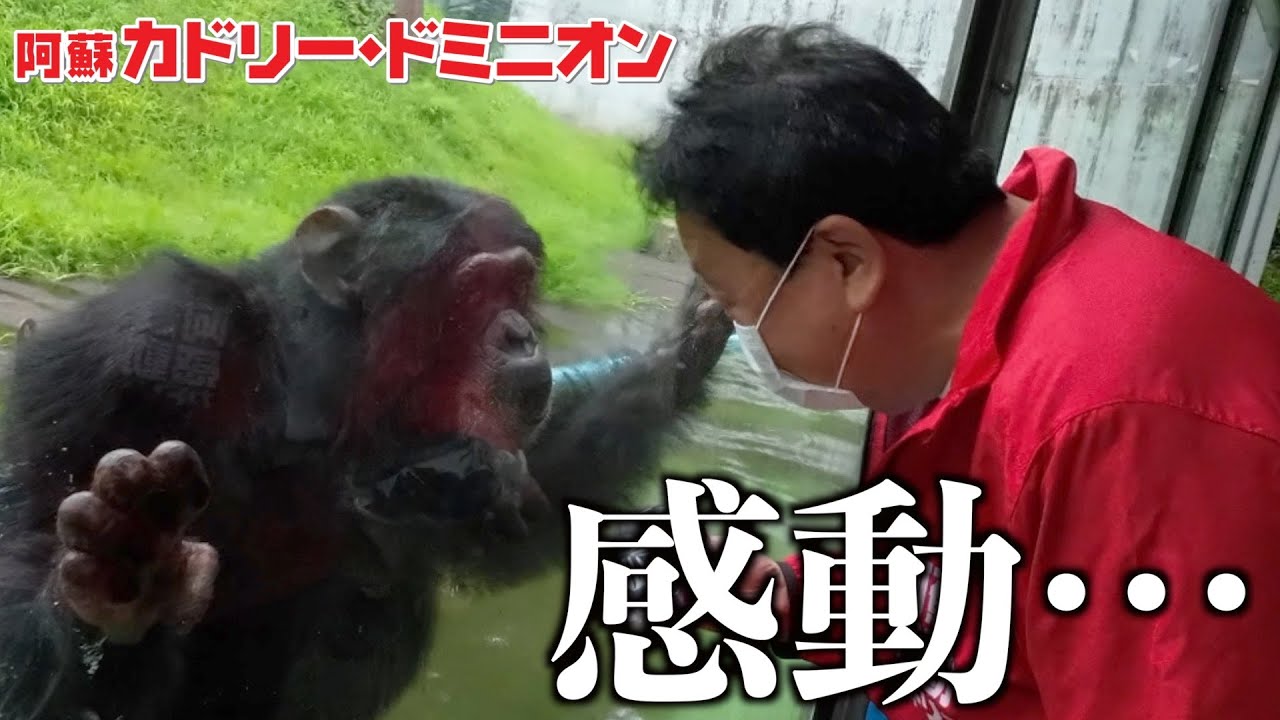 天才チンパンジー「パンくん」に動物園の社長が会いにいくと…その反応が泣ける。