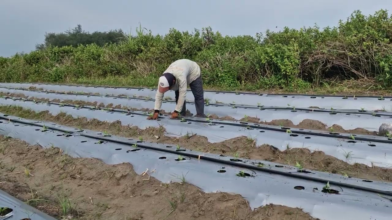 Smart farmers plant plant seeds quickly-Agriculture farming 