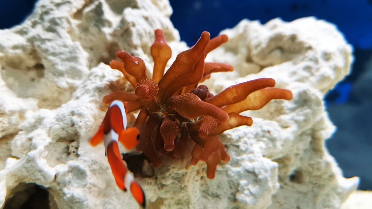 Introducing a Red Bubbletip Anemone to the Aquarium!