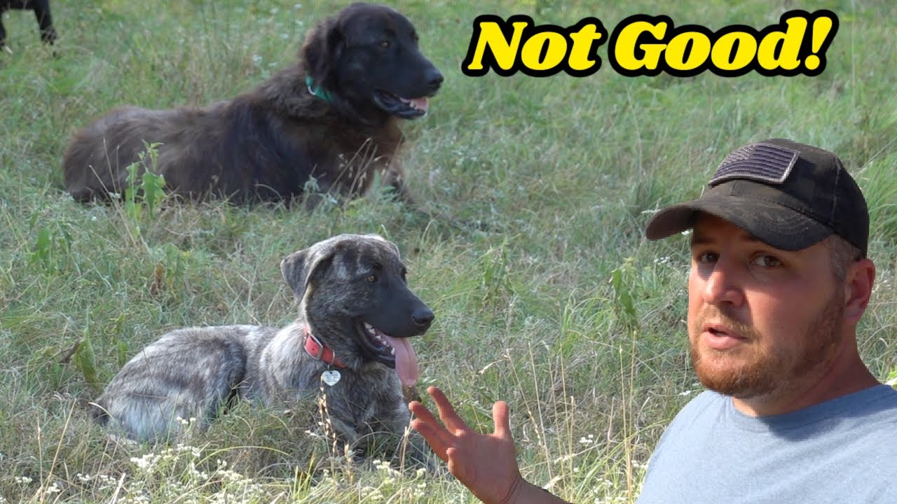 We're Fighting a Battle Losing Animals To The Extreme Heat!